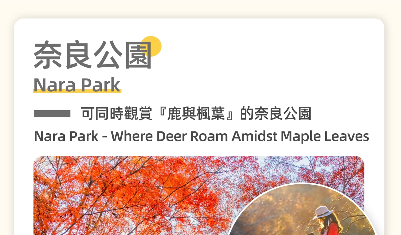 這是以鹿為靈魂的城市。在奈良公園，與數千只野生萌鹿親密接觸，餵食、拍照，感受它們溫順的眼神和親人的姿態，團隊會安排鹿餅給各位貴賓餵食小鹿。