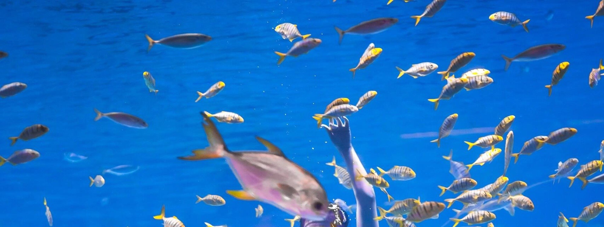Mermaids shuttle through schools of fish, and at Haichang Ocean Park, they go on a date with a real-life "Mermaid Fairy Tale"