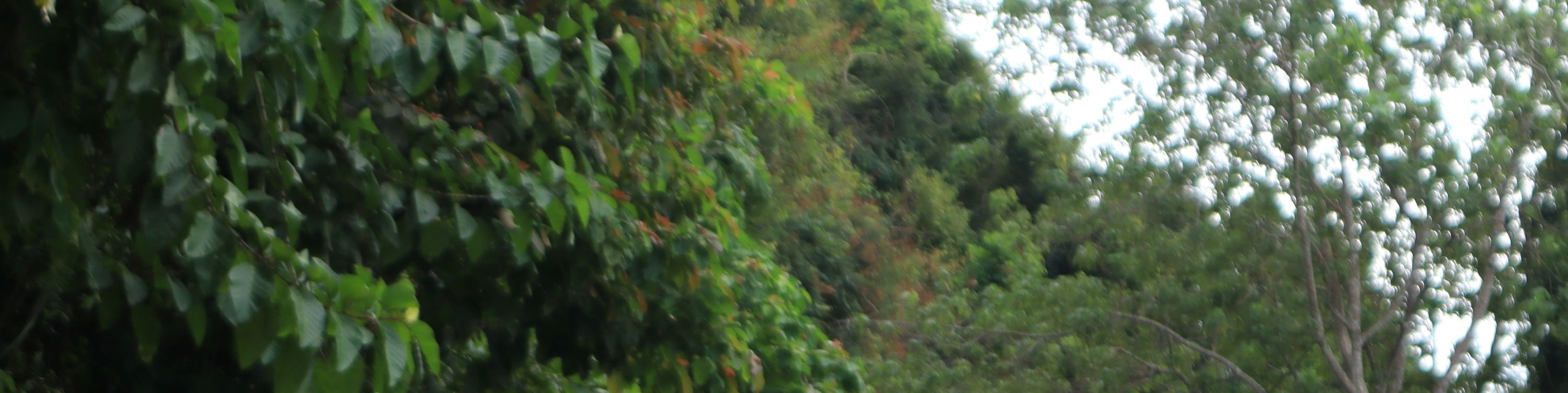 Accompanied by a guide who will give you plenty of information about your surroundings.