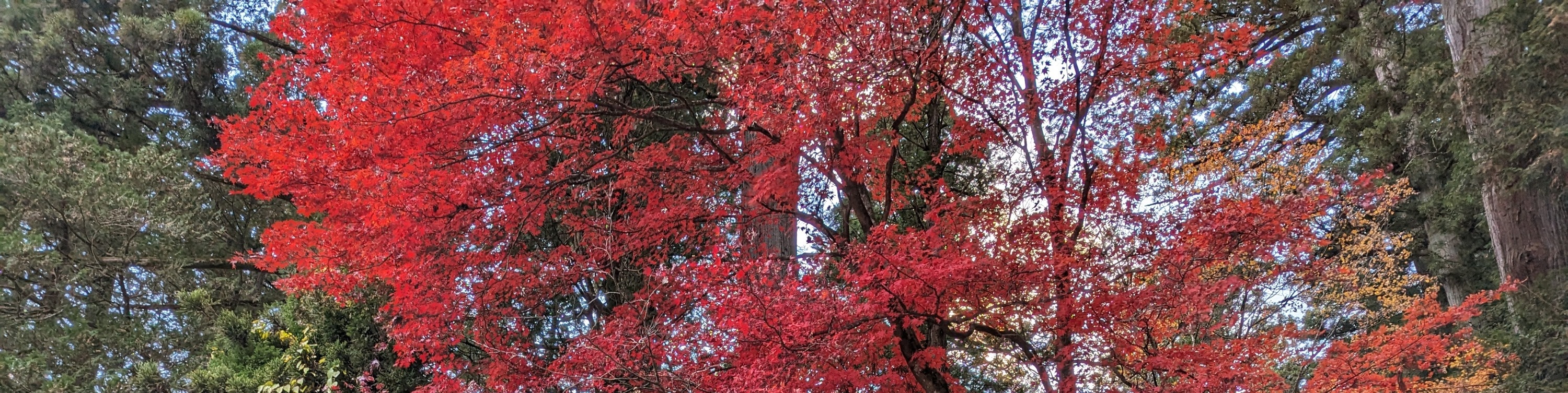 姬路城 & 好古園 & 圓教寺私人一日遊（大阪出發）