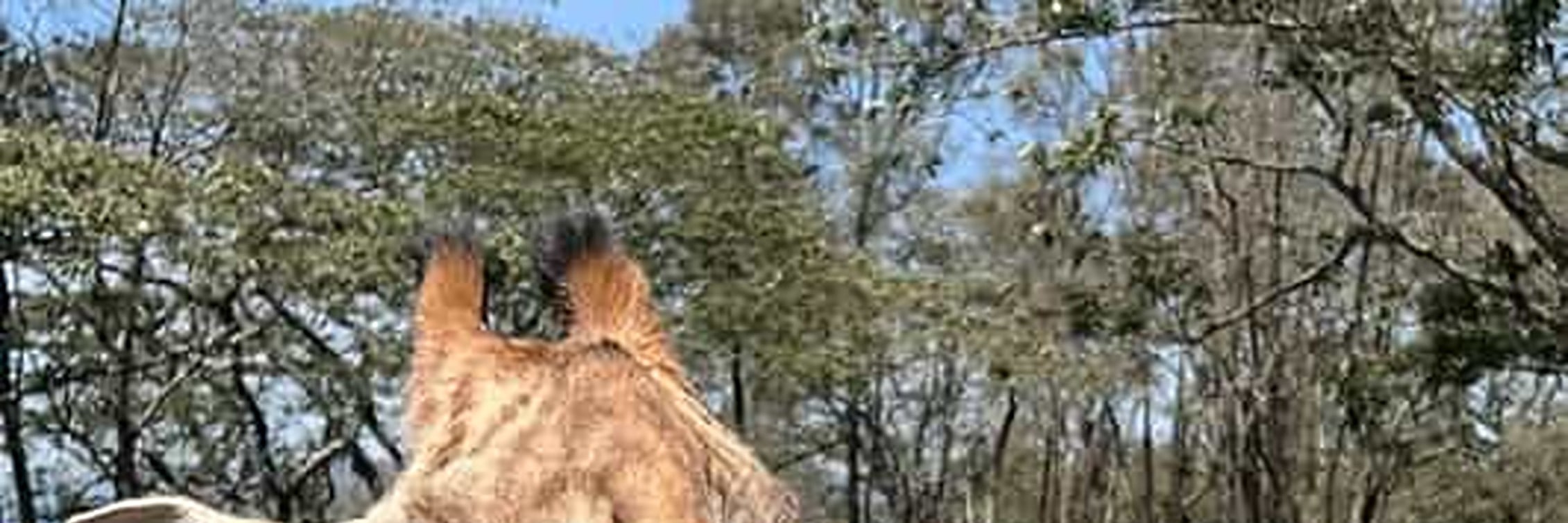 Mombasa: Giraffes Feeding Experience At Haller Park. 