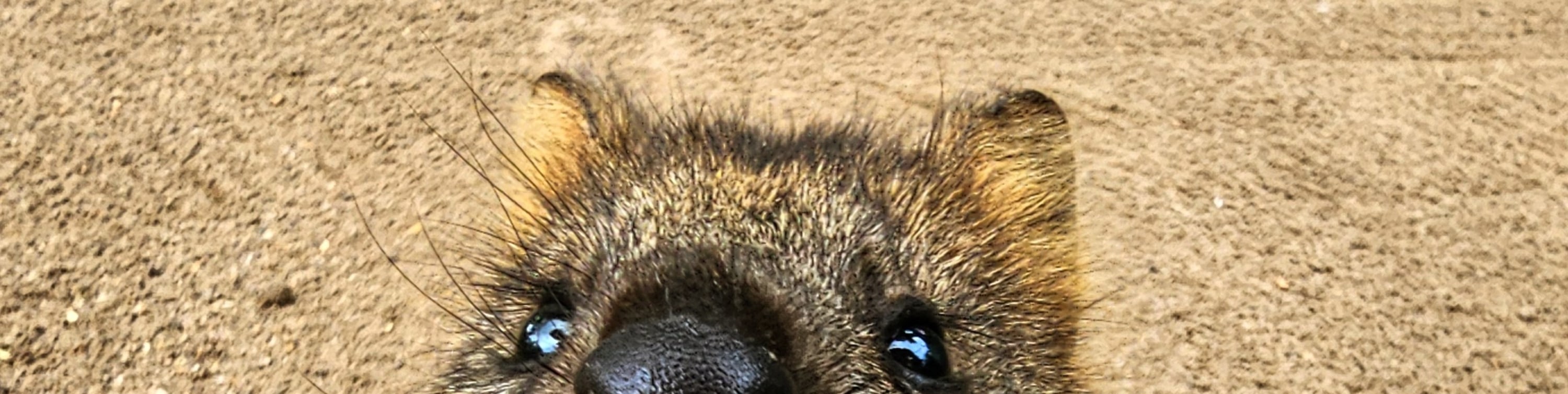 在菲瑟戴爾野生動物園與友善著稱的短尾矮袋鼠打個招呼 在菲瑟戴爾野生動物園與友善著稱的短尾矮袋鼠打個招呼