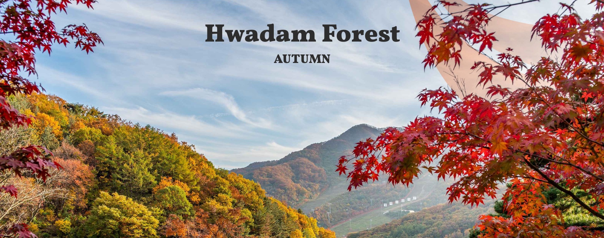 🍂秋天，整個森林變成了一幅令人歎為觀止的紅色、橙色和金色樹葉的畫布。