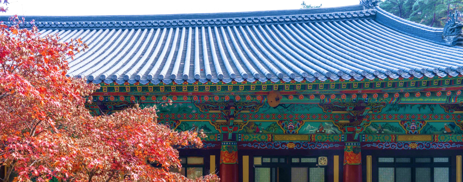 傳統風格的寺廟建築與火紅的秋葉交織成一幅美景，令人嘆為觀止！🍂✨