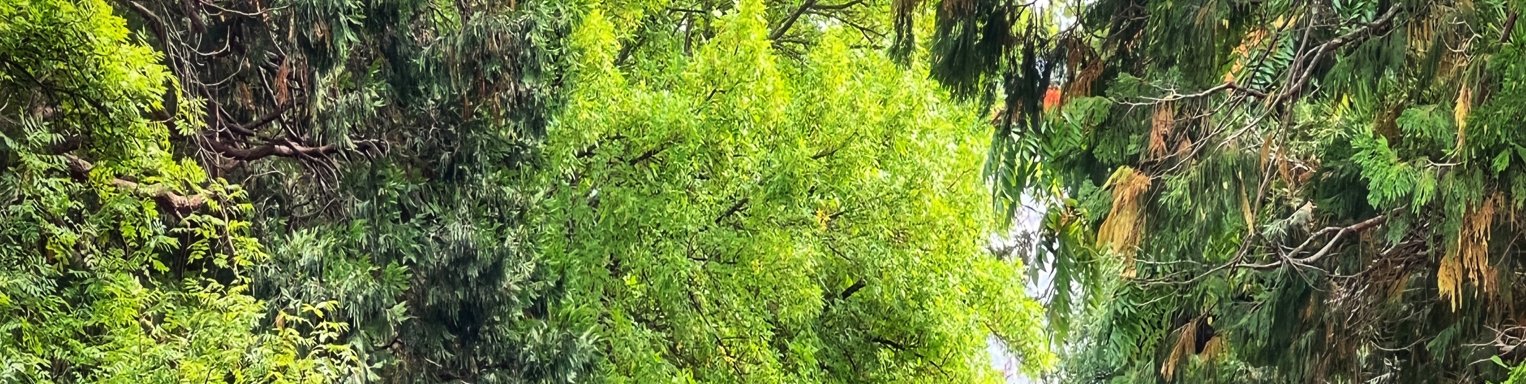 羅素瀑布 & 波諾朗野生動物保護基地一日遊（荷巴特出發）