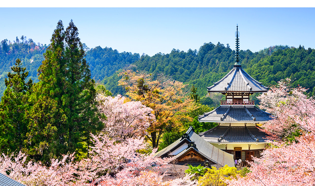 在上千本花矢倉展望臺附近的「吉野山全景」能看盡吉野山櫻花盛開的全貌 在上千本花矢倉展望臺附近的「吉野山全景」能看盡吉野山櫻花盛開的全貌