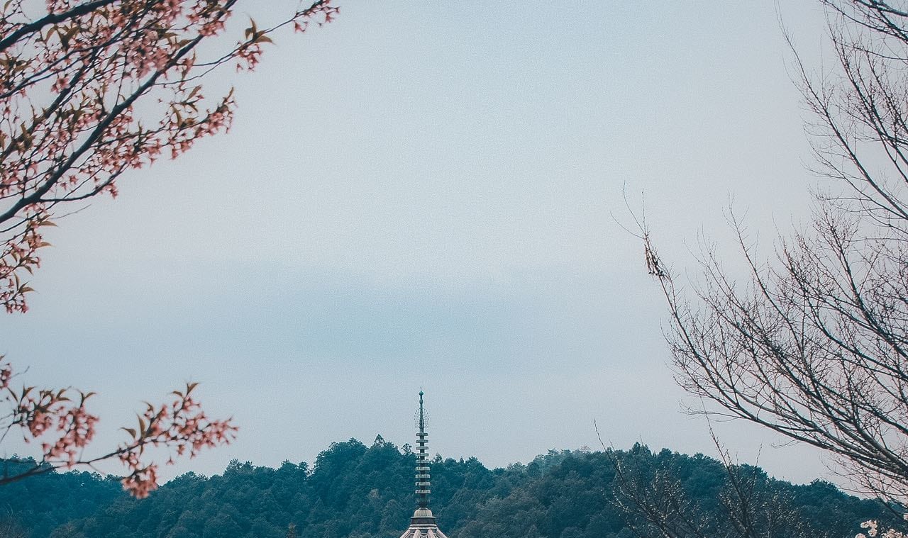 遊客可以一邊登山一邊欣賞櫻花，還可以在沿途的公園和觀景點賞花