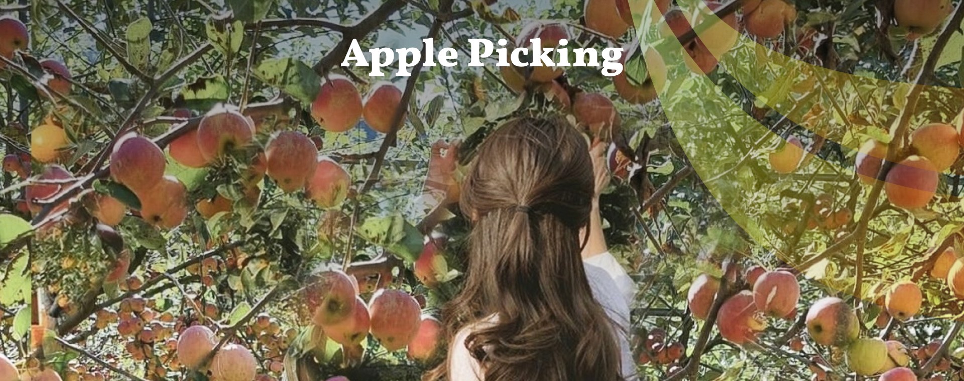 🍎韓國蘋果清脆香甜、多汁爽口，盡情享受採蘋果的樂趣吧！