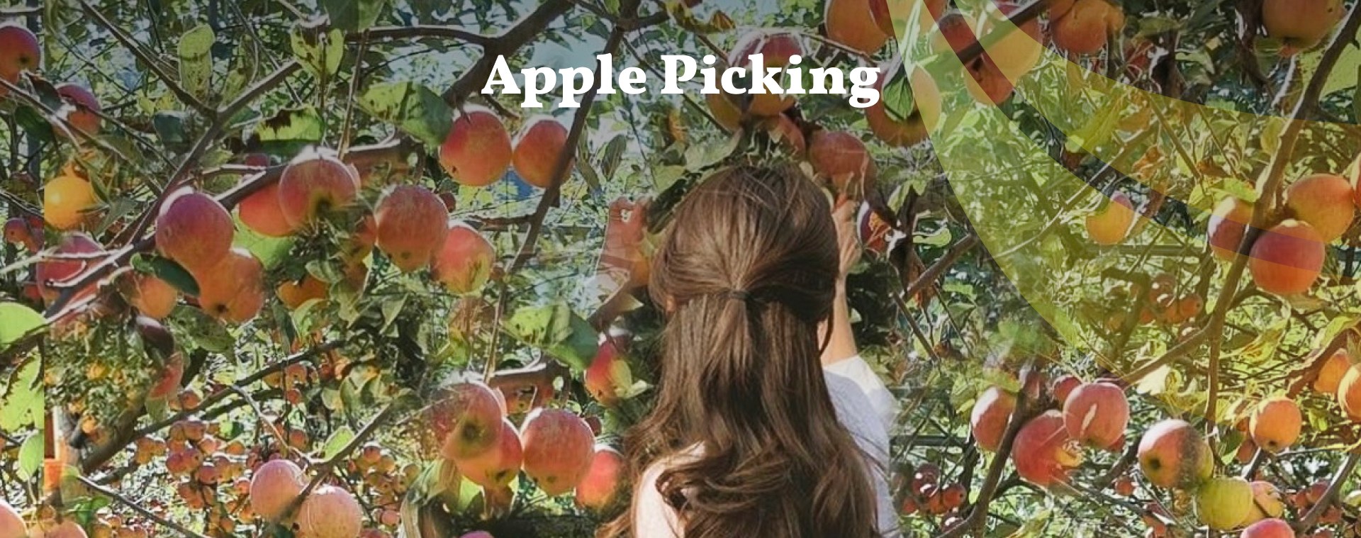 摘蘋果——甜蜜的韓國農場體驗！🍎🍏 直接從樹上採摘新鮮多汁的蘋果，品嚐不一樣的美味！韓國蘋果以其天然的甜味而聞名，這種親手採摘的活動非常適合所有年齡段的人（甚至包括孩子）😆