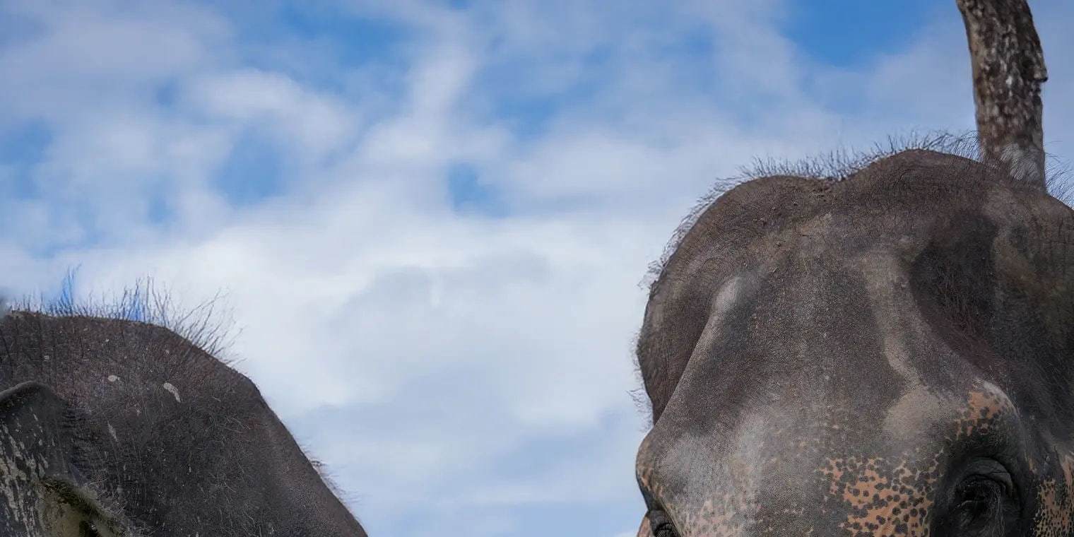 "Grandma Lun & Her Giant Daughters"
Our elephants, Merry and Kratin, were raised by Grandma Lun like her own children. That’s why they are so gentle and affectionate.