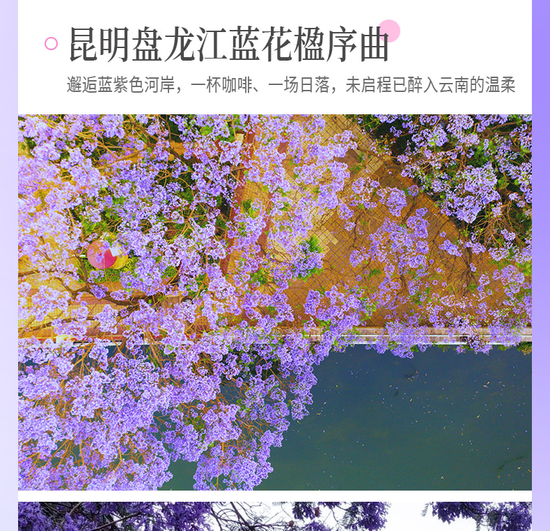 雲南昆明藍花楹與蒼洱瀘沽｜7天6晚2~7人小團（昆明+藍花楹+大理洱海+瀘沽湖+瀑布溫泉+西昌藍花楹+元謀土林）