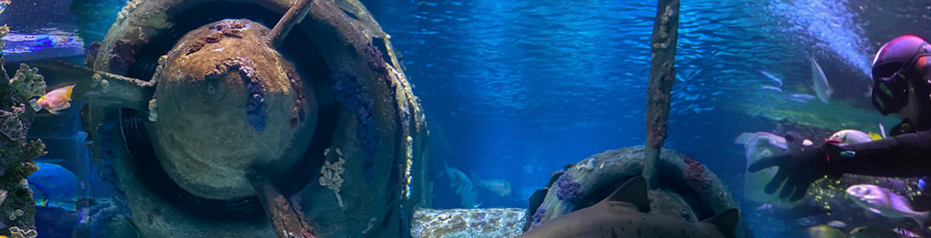 安塔利亞水族館和蠟像館門票