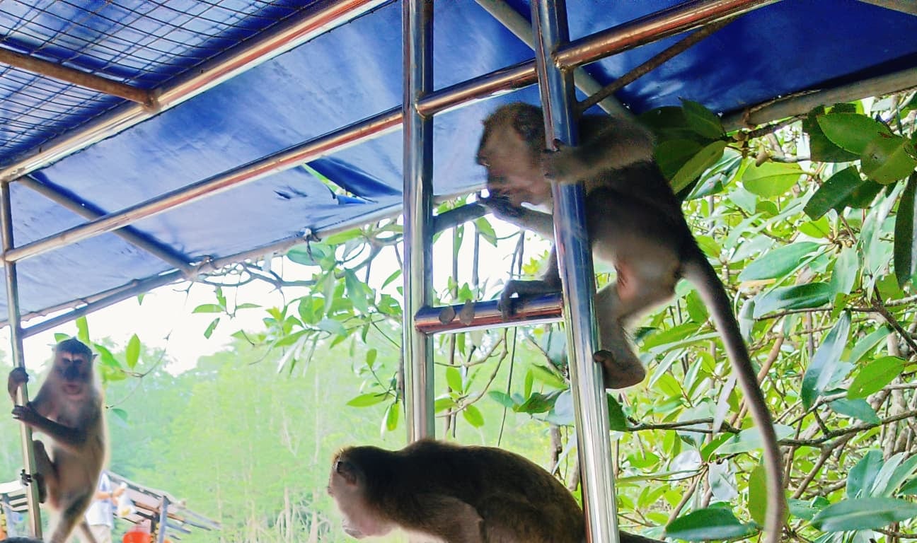 Bongawan 紅樹林遊船和螢火蟲之旅 (Bongawan Mangrove Cruise and Fireflies Tour)