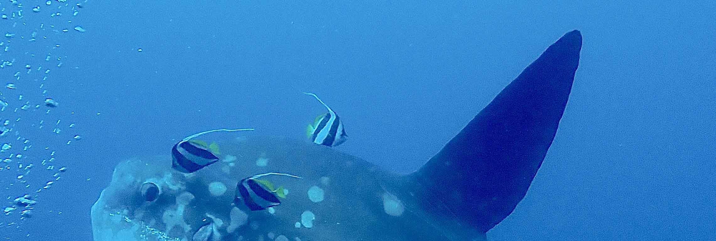 潛入珀尼達島：與 PADI 中心一起進行 2 次潛水探索水肺潛水