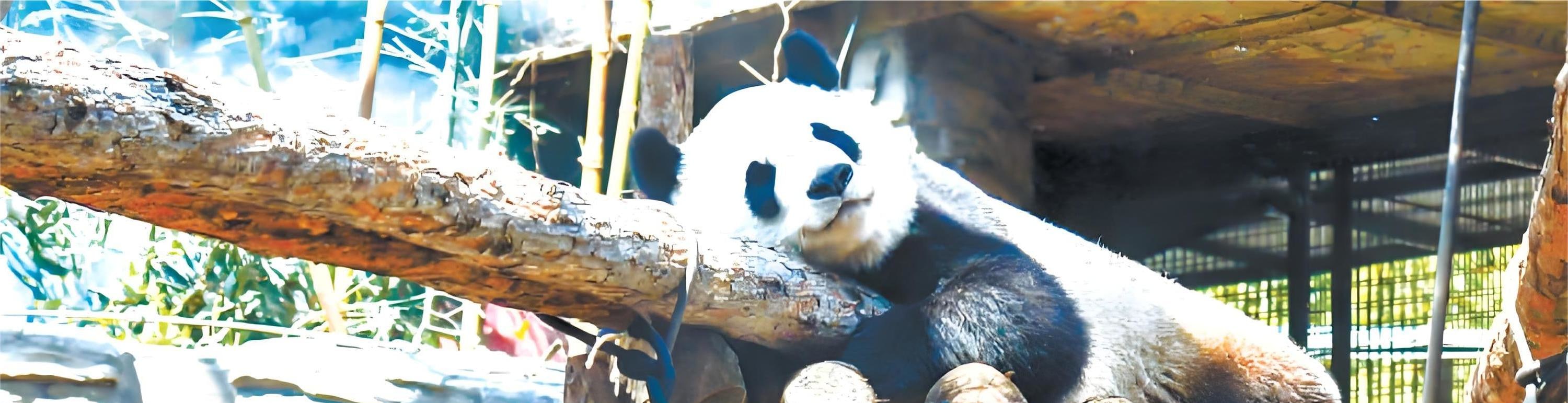北京動物園+大熊貓館+八達嶺長城私人導覽1日遊