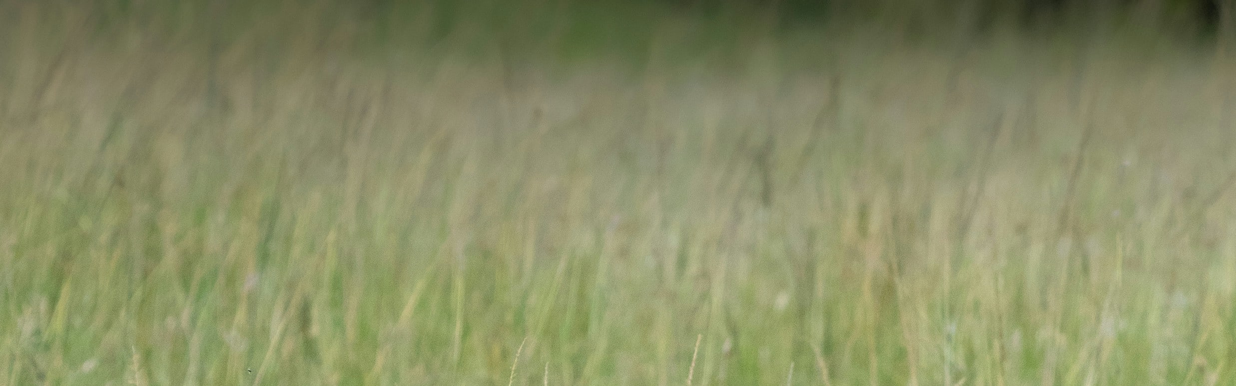 Mother Cheetah and Cab