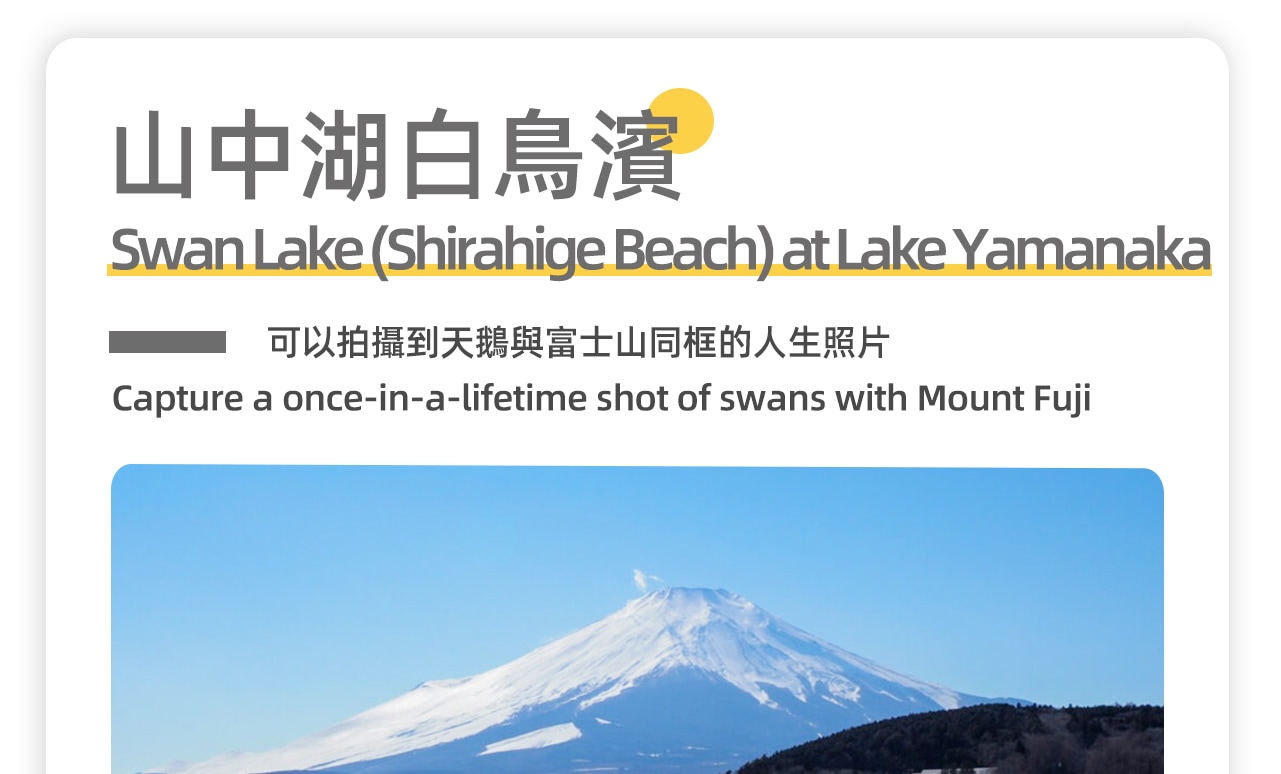 山中湖白鳥濱是位於日本富士山附近的一個著名旅遊景點，以其優美的自然風光和富士山的美景而聞名。可以在山中湖白鳥濱餵食野生白天鵝，或者在湖畔的棧橋上散步，遠眺富士山。而且是拍攝富士山的好地點，尤其是日出和日落時分，景色尤為壯觀。