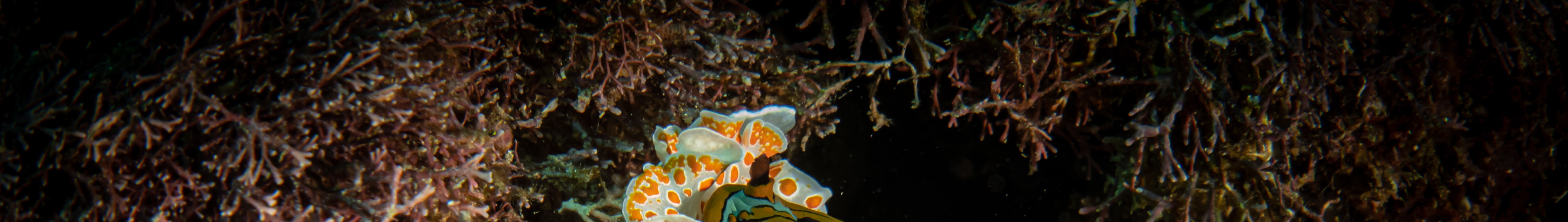 Macro Lover Dive Package