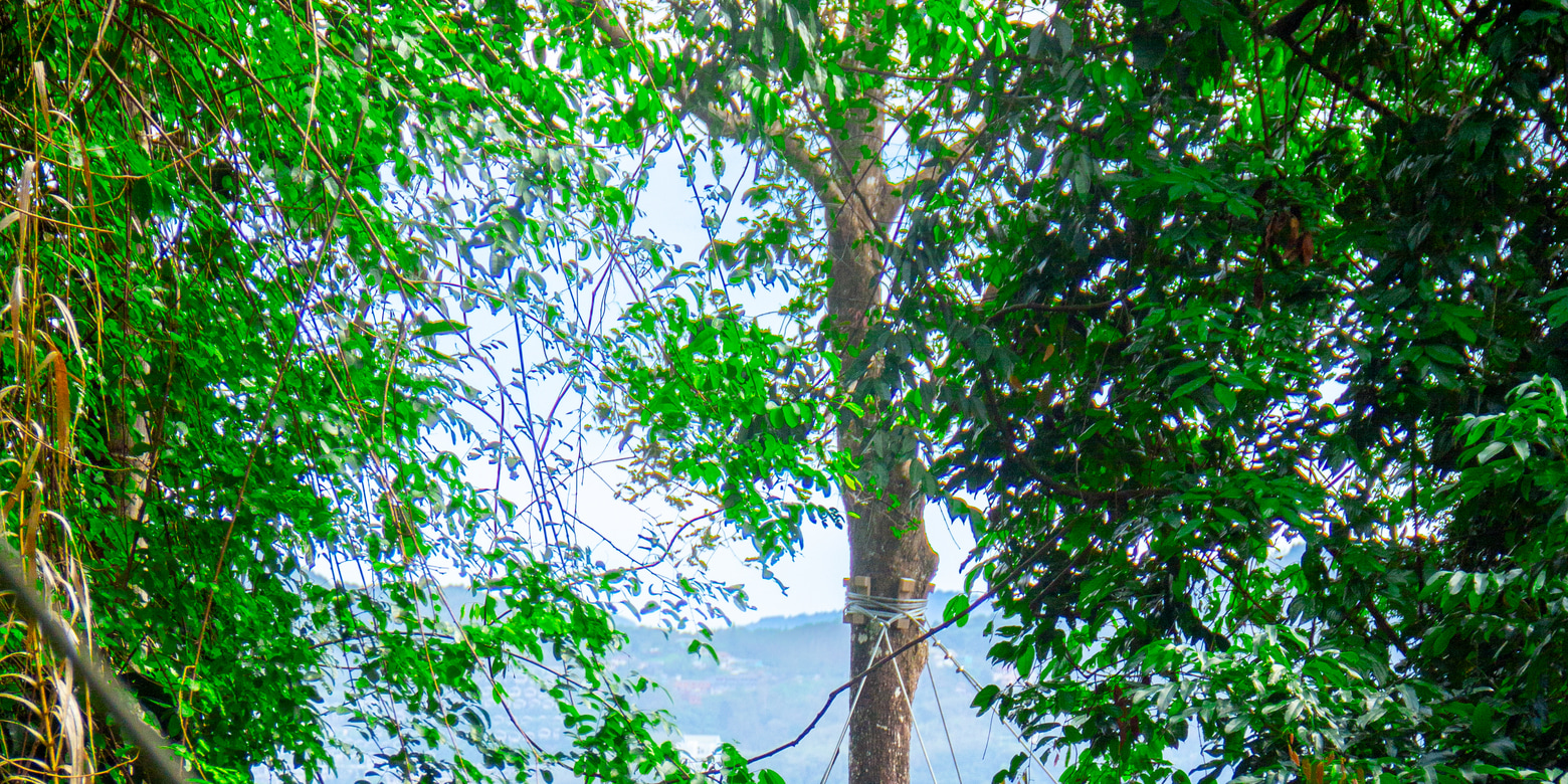 Erawan Patong Zipline Experience in Phuket