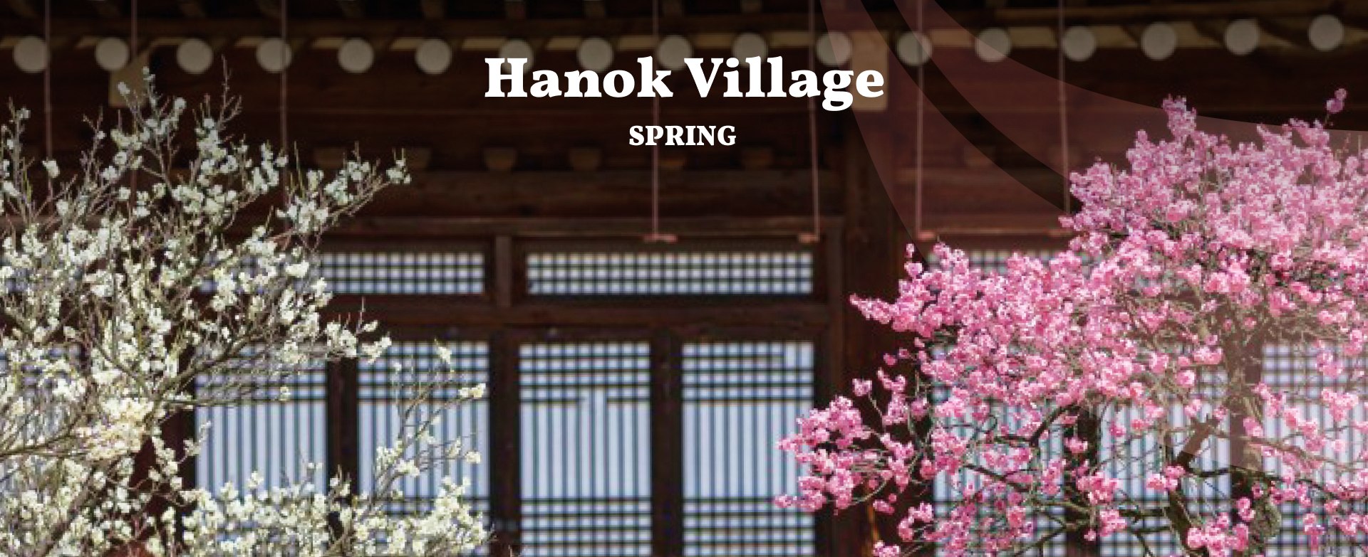 🌸全州韓屋村，傳統韓國房屋（韓屋）的魅力與櫻花的柔和粉紅色調相遇！春天來臨時，村莊被盛開的櫻花樹覆蓋，營造出夢幻般的氛圍。