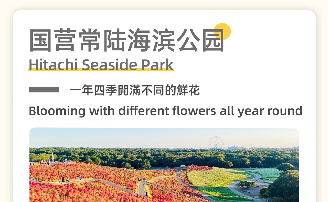 國營常陸海濱公園，秋天，波波草（掃帚草）和大波斯菊被染成了絢麗的紅色，如火如荼，美不勝收