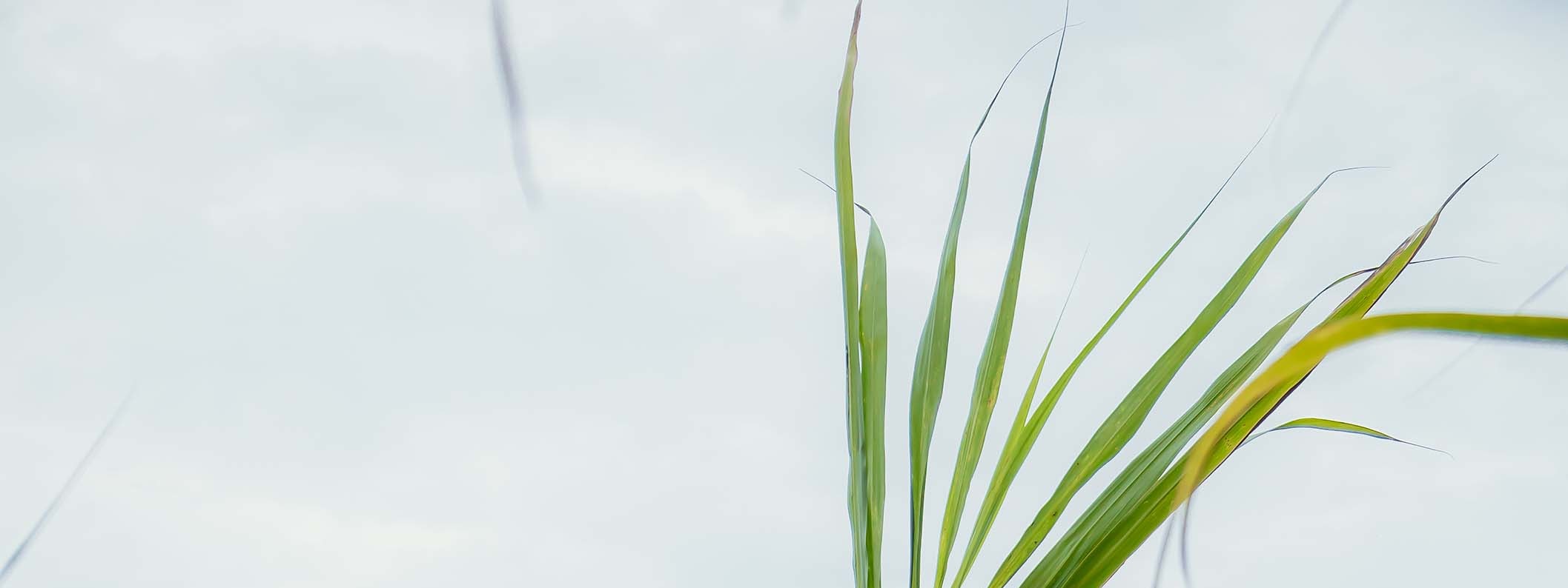 甘蔗農事體驗:當農夫採收製糖甘蔗,認識甘蔗的生長與知識,體驗如何採收、整理及清洗,最後享受別處喝不到的製糖品種甘蔗汁喔~! 甘蔗農事體驗:當農夫採收製糖甘蔗,認識甘蔗的生長與知識,體驗如何採收、整理及清洗,最後享受別處喝不到的製糖品種甘蔗汁喔~!