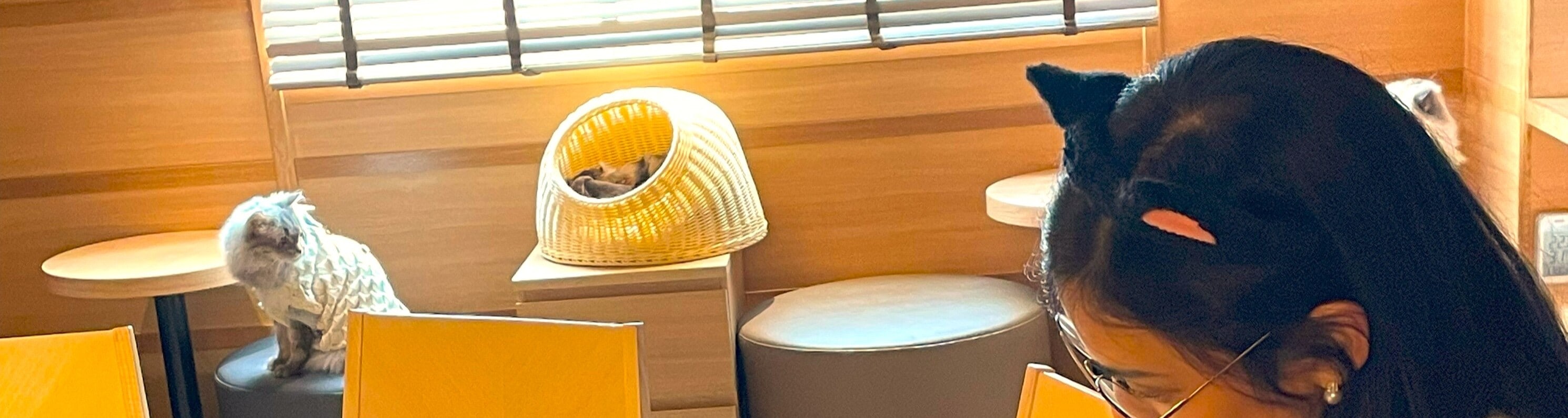 在貓咪咖啡廳。