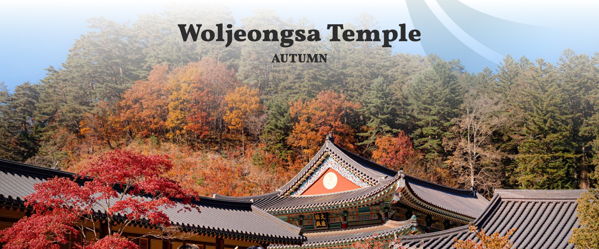 🍁月精寺隱匿於五臺山的森林山谷中，讓您在靜謐中遠離喧囂。秋季，金色的樹葉在寺廟周圍輕輕飄落，營造出夢幻般的景象。
