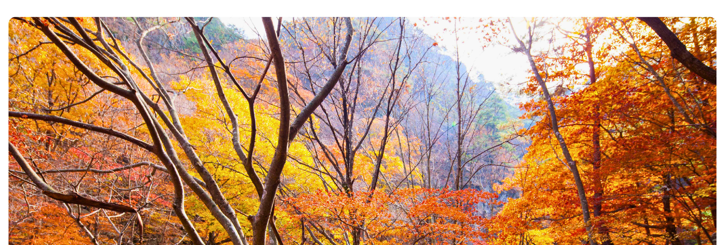 沉浸在周王山國家公園 (Juwangsan National Park) 令人驚豔的秋色中，這裡以火紅的楓葉和風景優美的登山步道而聞名。