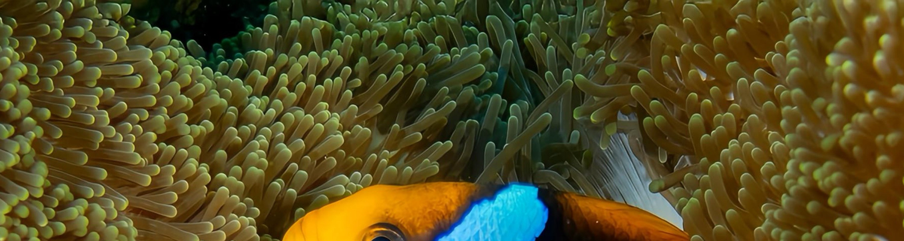 Siquijor: Freediving Adventure with Lunch and Beach Time