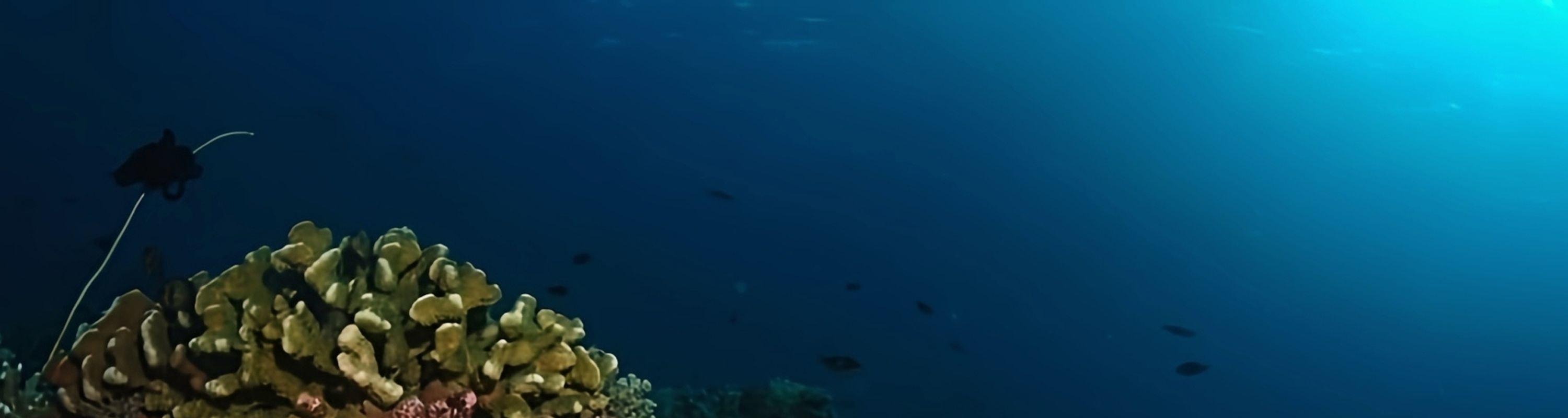 Siquijor: Freediving Adventure with Lunch and Beach Time