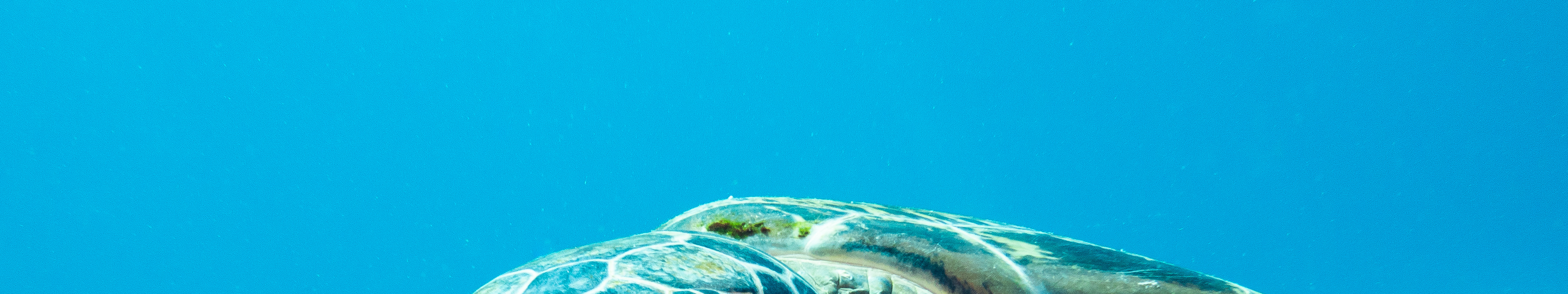 科莫多島PADI體驗水肺潛水（PADI五星級潛水中心）