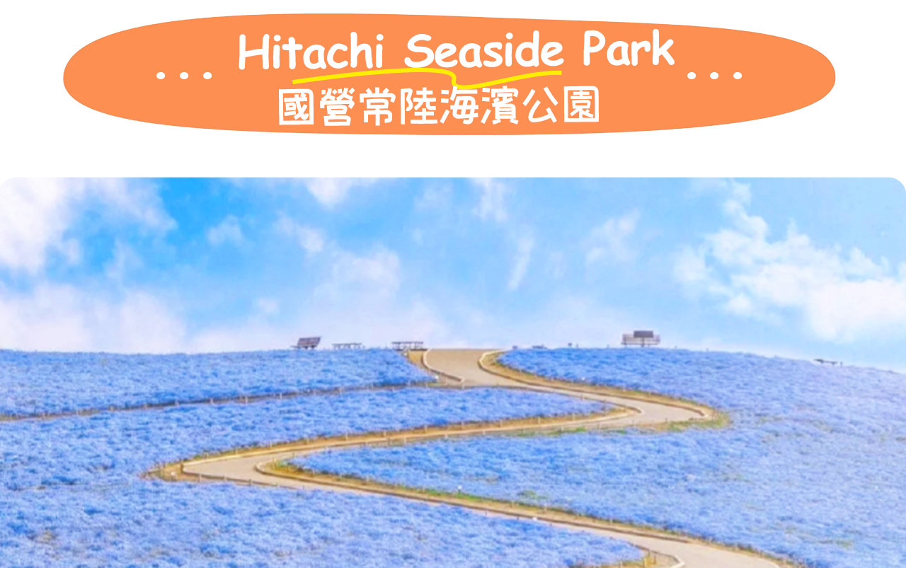 國營常陸海濱公園——四季花海交織的夢幻樂園,以粉蝶花與掃帚草聞名,是日本人氣極高的賞花聖地。 國營常陸海濱公園——四季花海交織的夢幻樂園,以粉蝶花與掃帚草聞名,是日本人氣極高的賞花聖地。