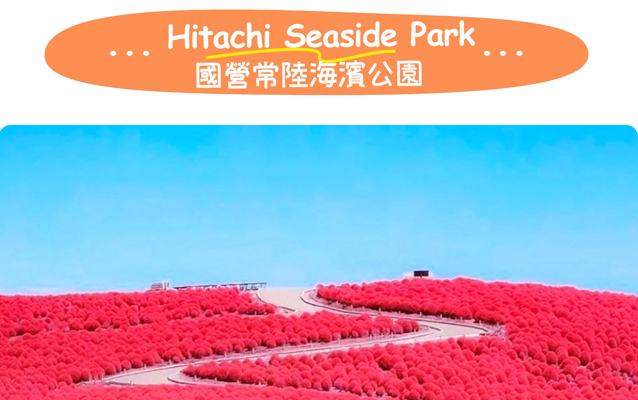 國營常陸海濱公園——四季花海交織的夢幻樂園,以粉蝶花與掃帚草聞名,是日本人氣極高的賞花聖地。 國營常陸海濱公園——四季花海交織的夢幻樂園,以粉蝶花與掃帚草聞名,是日本人氣極高的賞花聖地。