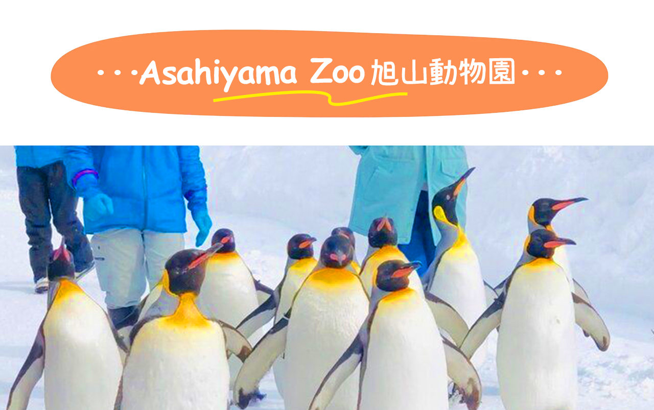 北海道旭山動物園以“讓動物展現自然行為”的沉浸式展示聞名，是日本最具特色的人氣動物園之一。冬季還有企鵝散步等限定表演哦~