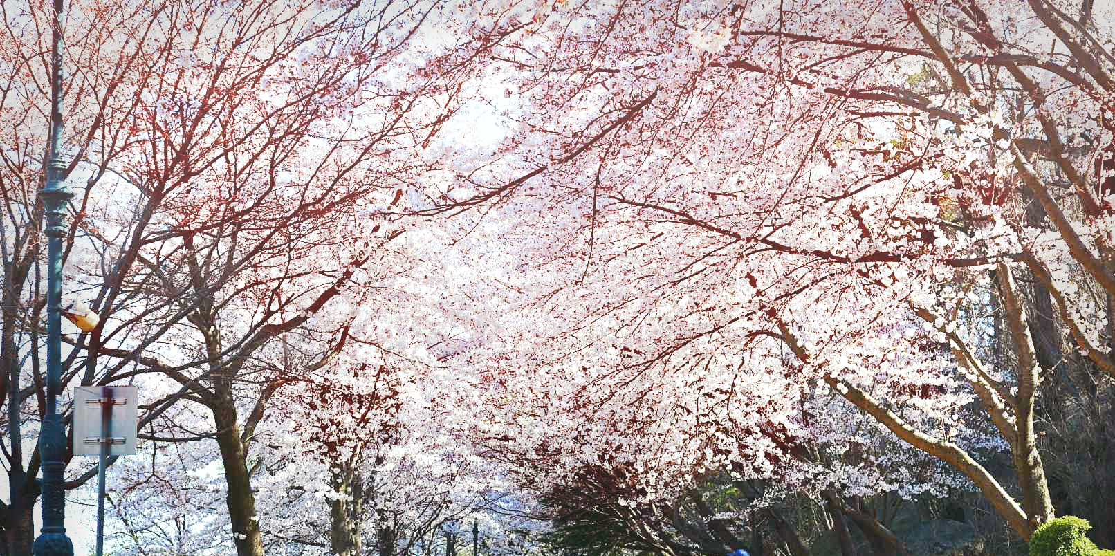 雪嶽山／纜車／草泥馬樂園／鐵道自行車／晨靜樹木園之旅