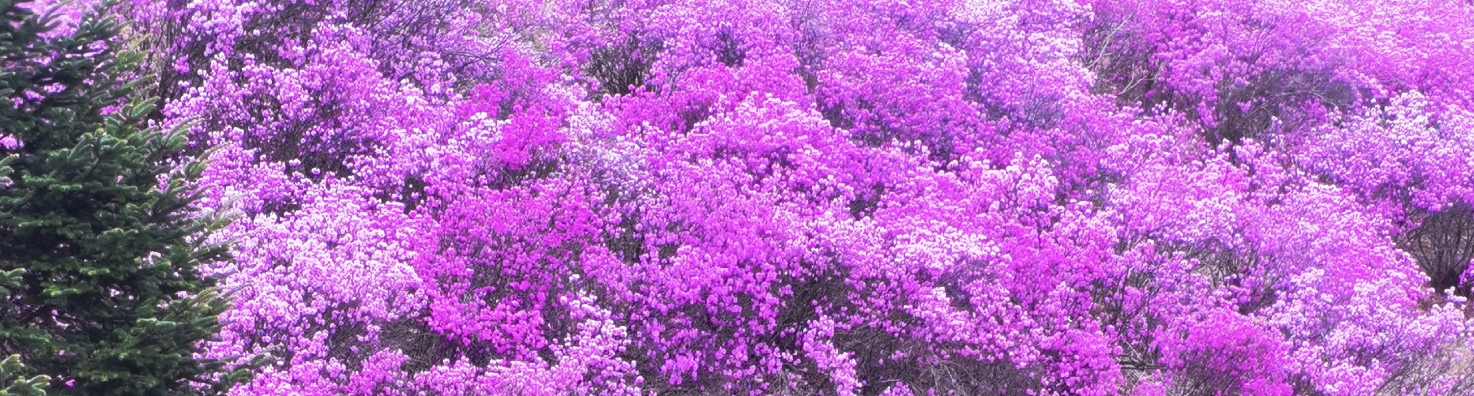 欣賞薰衣草、紫藤、丁香等花田，它們全都呈現出令人驚歎的紫色色調。這景象一定會讓你心花怒放！🌷