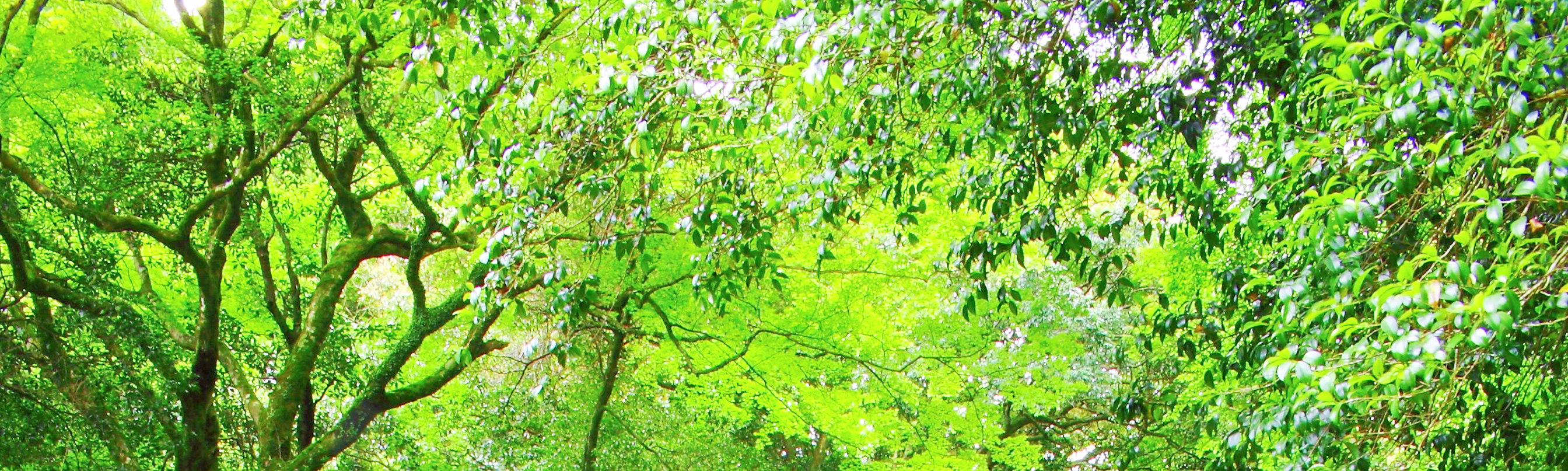 糸島: 白絲瀑布 & 芥屋大門公園 & 一蘭之森 & 櫻井二見浦夫婦岩 & 天使之翼 & 椰子樹鞦韆一日遊 (福岡出發)