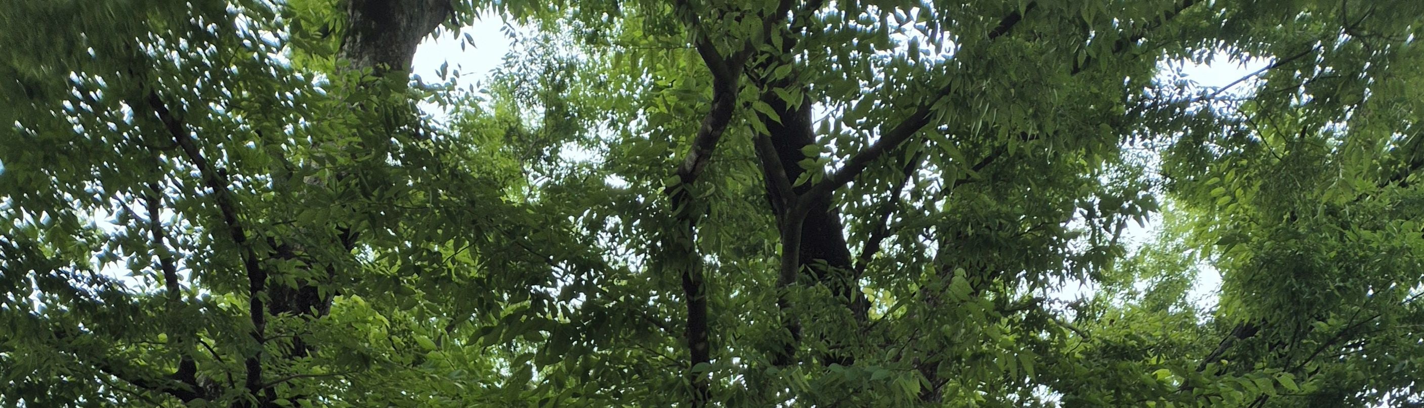 讓我們在神聖的樹下許願吧，它是村莊最重要的守護者，600多年來一直保存著村莊的故事，並延續著村莊的傳統。