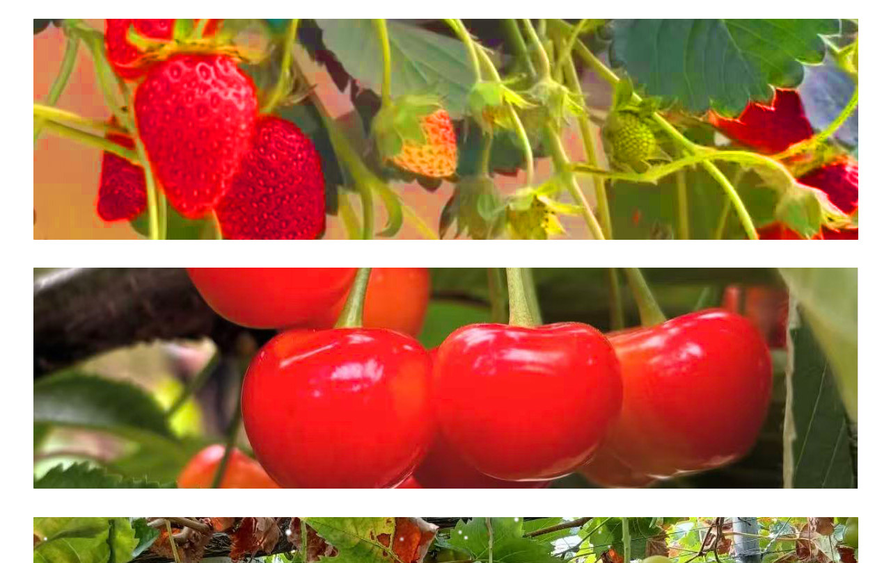 水果採摘季節分佈:12/4~5/31草莓採摘;6/5~7/5 櫻桃採摘;7/6~8/2 藍莓採摘;8/3~9/1 桃子採摘;9/2~10/8 葡萄採摘;10/9~12/7蘋果採摘 水果採摘季節分佈:12/4~5/31草莓採摘;6/5~7/5 櫻桃採摘;7/6~8/2 藍莓採摘;8/3~9/1 桃子採摘;9/2~10/8 葡萄採摘;10/9~12/7蘋果採摘