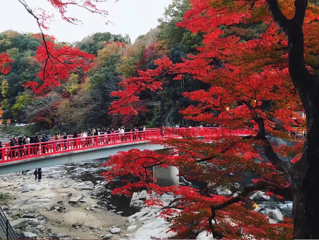 永保寺＆香嵐溪賞楓葉＆四季櫻一日遊（名古屋出發）