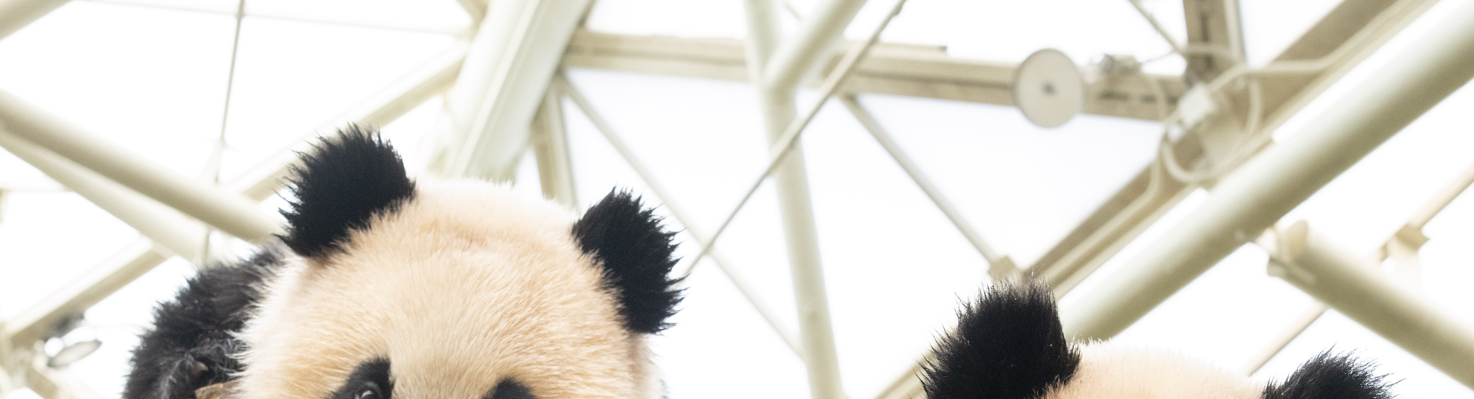 Everland Twin Pandas