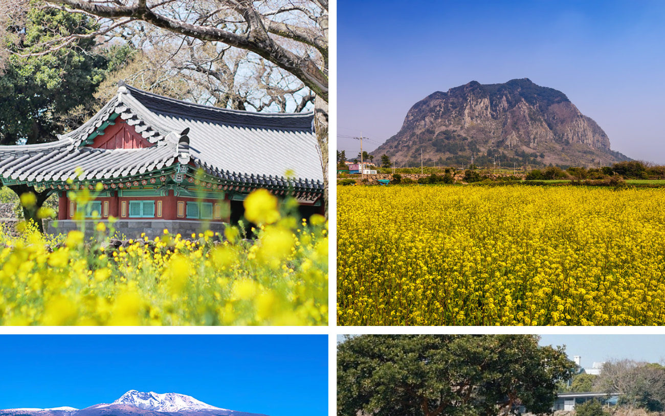 2025 濟州油菜花之旅，暢遊聯合國教科文組織景點，飯店接送