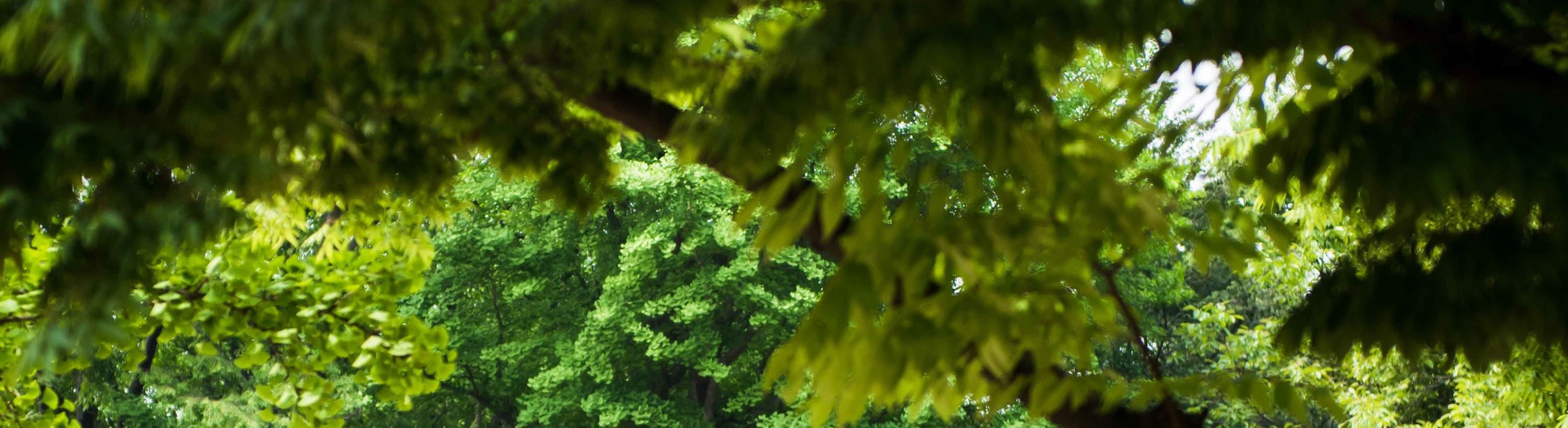 和談林植物園 & 南漢山城 & 民俗村一日遊