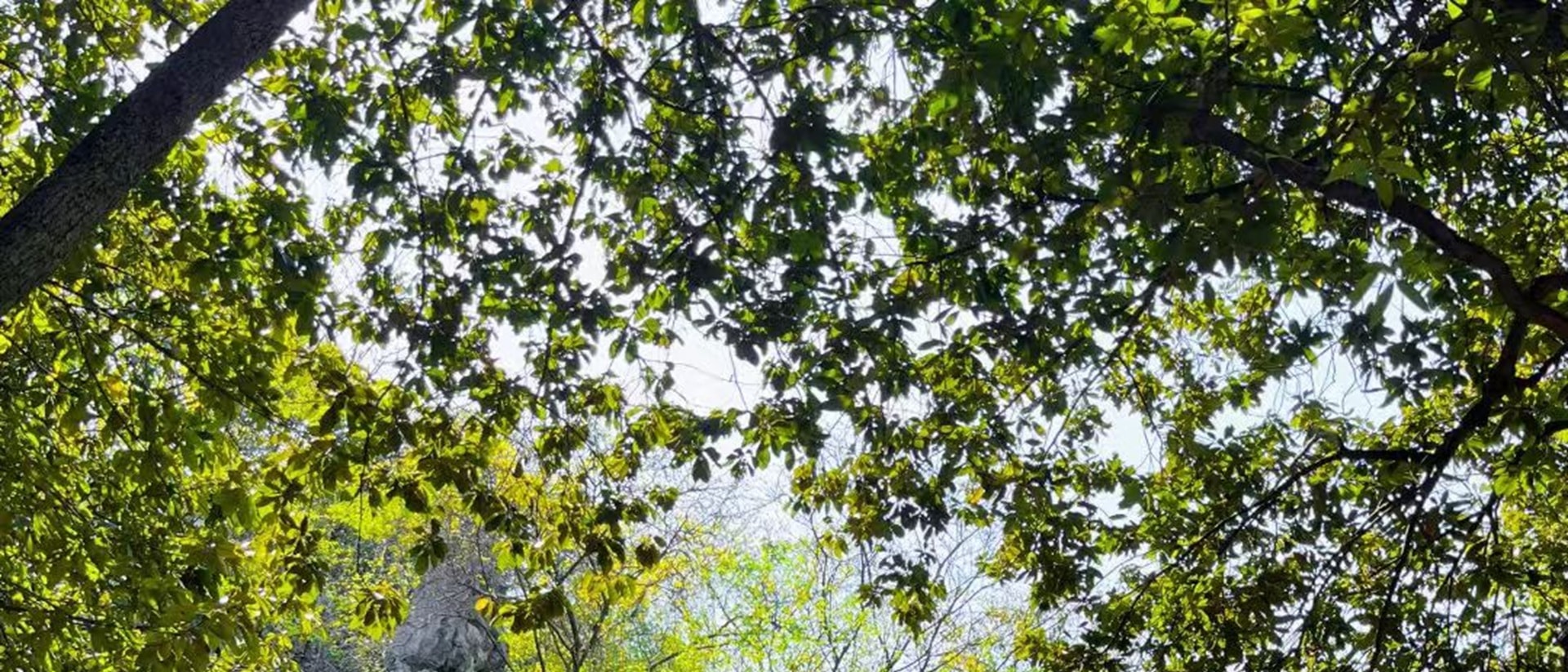 飛來峰面朝是靈隱寺的山坡上,遍佈五代以來的佛教石窟造像,多達三百四十餘尊,為我國江南少見的古代石窟藝術瑰寶,堪與重慶大足石刻媲美 飛來峰面朝是靈隱寺的山坡上,遍佈五代以來的佛教石窟造像,多達三百四十餘尊,為我國江南少見的古代石窟藝術瑰寶,堪與重慶大足石刻媲美