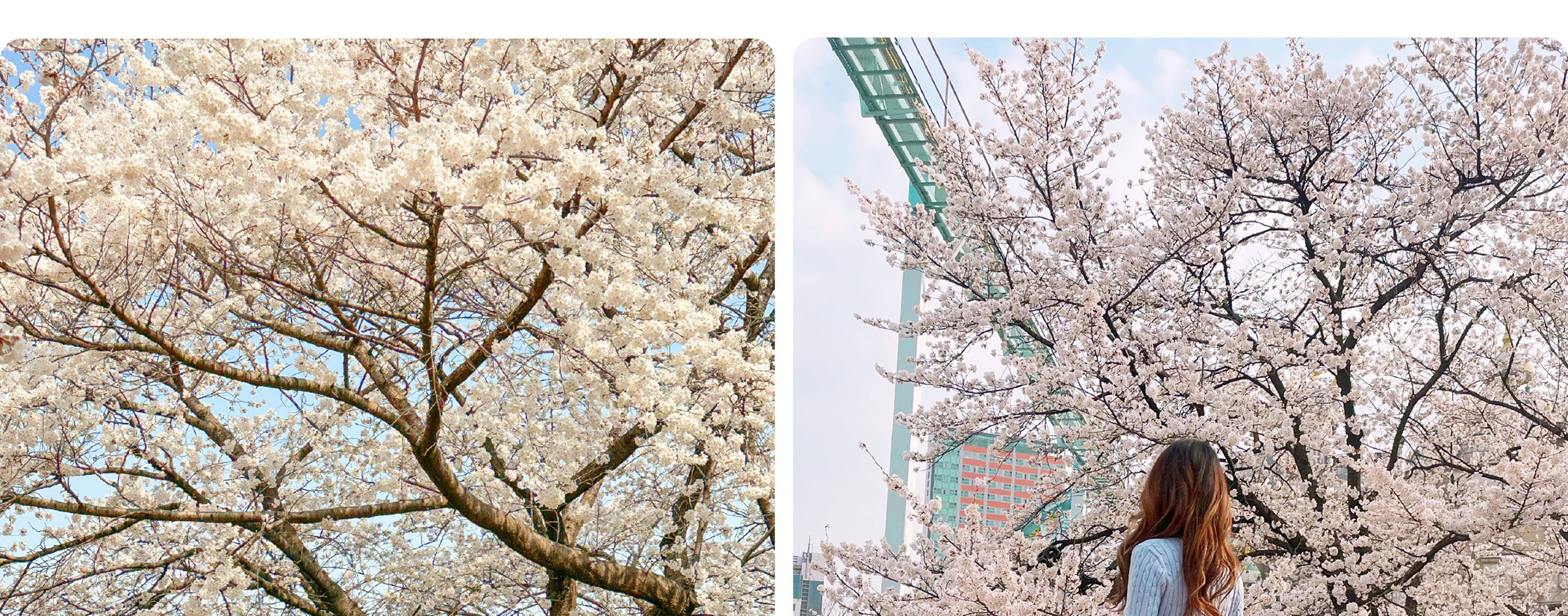Join us for a day of floral wonder and delight in the breathtaking scenery that only spring can offer.