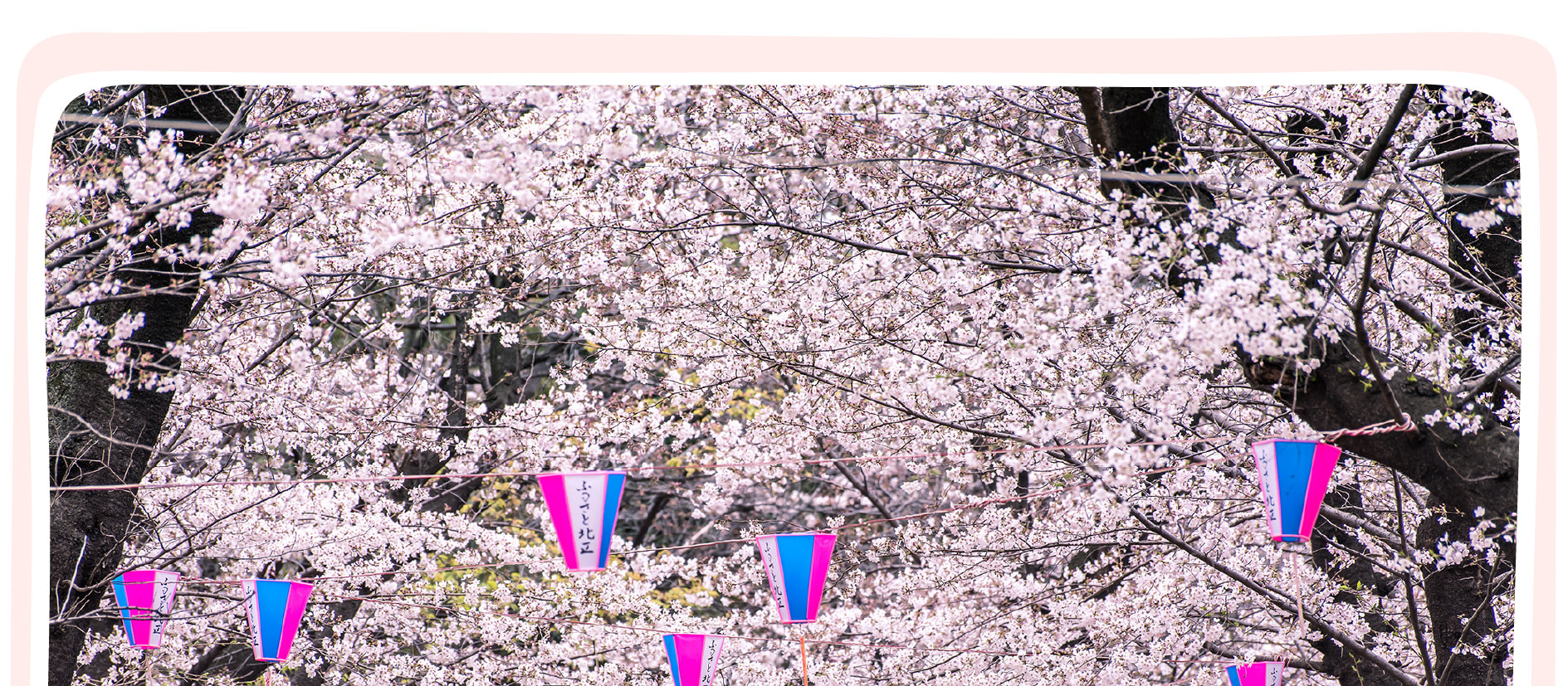 東京櫻花特輯：昭和紀念公園/六義園/飛鳥山