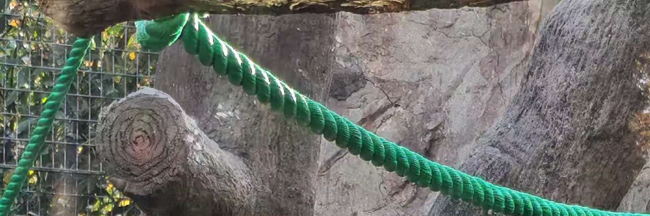 上海水鄉朱家角上海動物園大熊貓一日遊 私人導覽