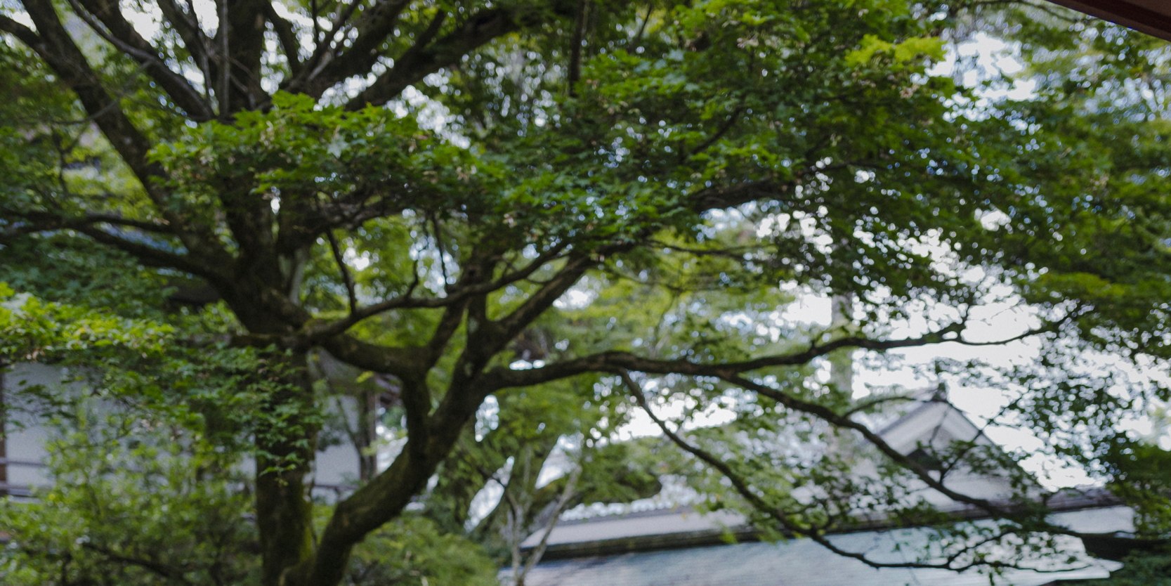 Kyoto Eclat Photography Studio | Kiyomizu-dera & Gion High-Texture Travel Photo Shoots ・ Osaka & Nara Travel Photo Shoots - Thumbnail 19