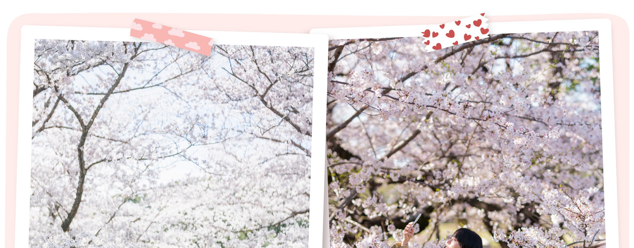 東京櫻花特輯：昭和紀念公園/六義園/飛鳥山